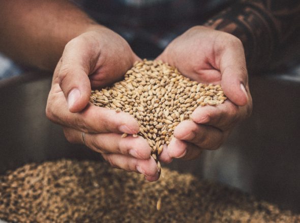 malts de la brasserie des 3 pins